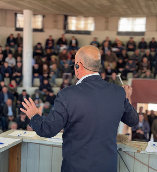 Remates de Bovinos y Ovinos
