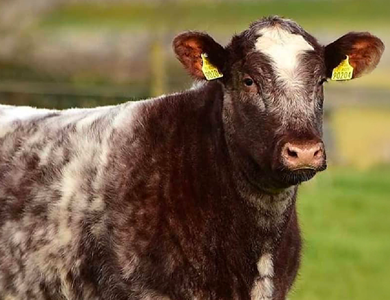 Shorthorn