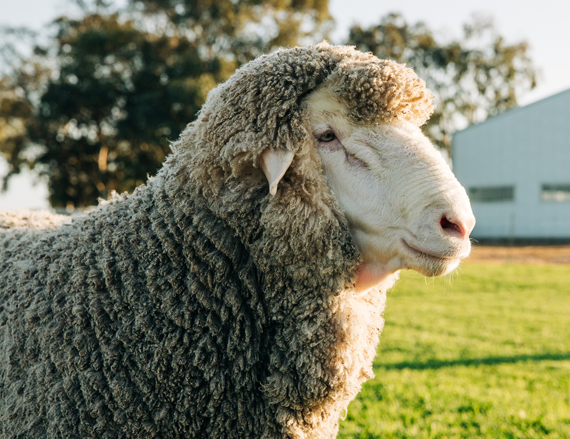 Poll Merino